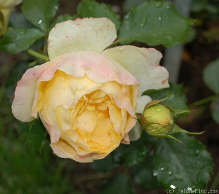 'H15-06' rose photo