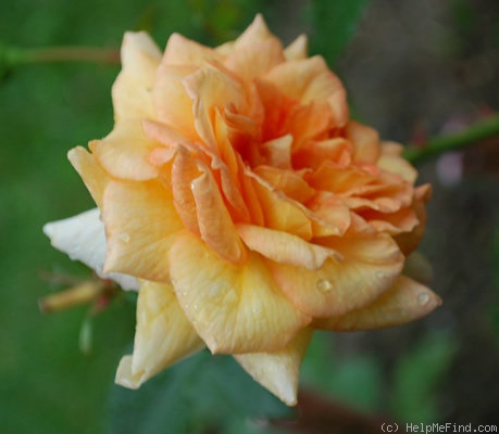 'H22-05' rose photo