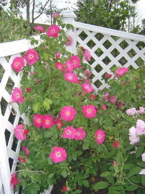 'Alberta Bell's Rose Garden'  photo