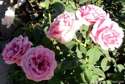 'Columbus ™ (floribunda, Carruth 1990)' rose photo