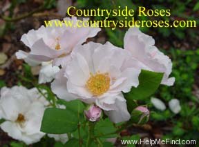'Amy Powell' rose photo