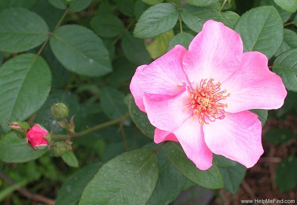 'Poulsen's Pearl' rose photo