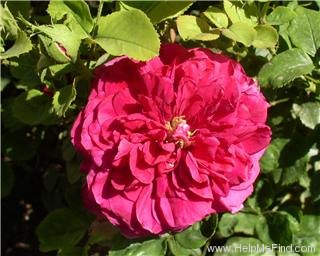 'L. D. Braithwaite' rose photo