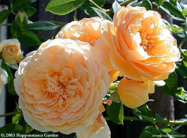 'AUSbaker' rose photo