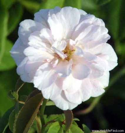 'Cécile Brunner, Cl. (cl. polyantha, Hosp, 1894)' rose photo