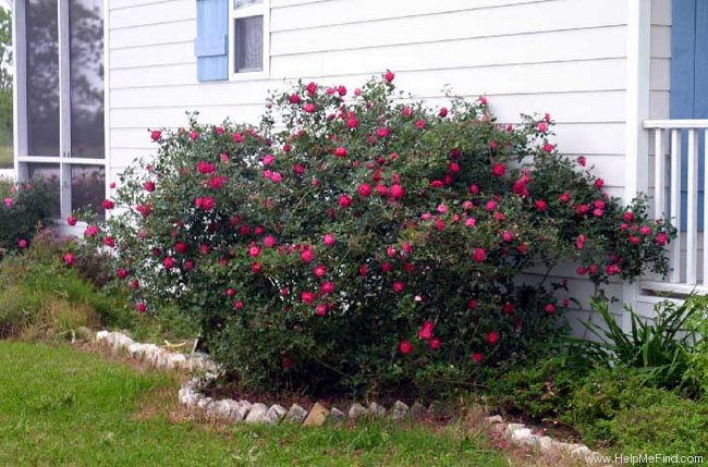 'Cramoisi Supérieur' rose photo