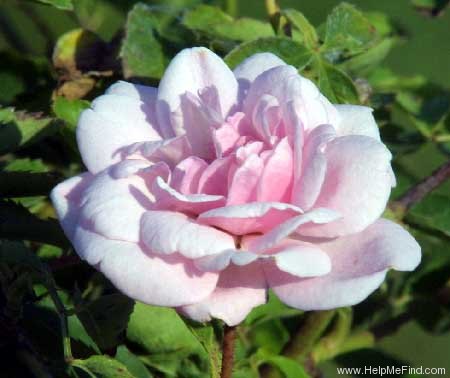 'Marie Daly' rose photo