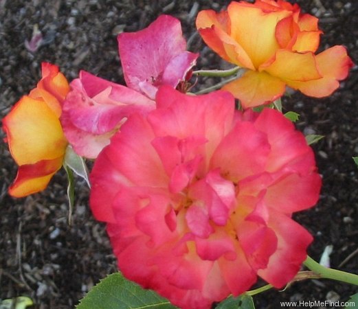 'Bonanza ® (shrub, Kordes before 1981)' rose photo