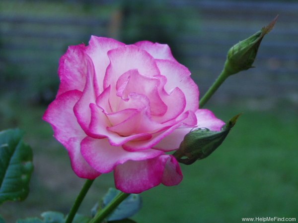 'Händel (Large Flowered Climber, McGredy 1960)' rose photo