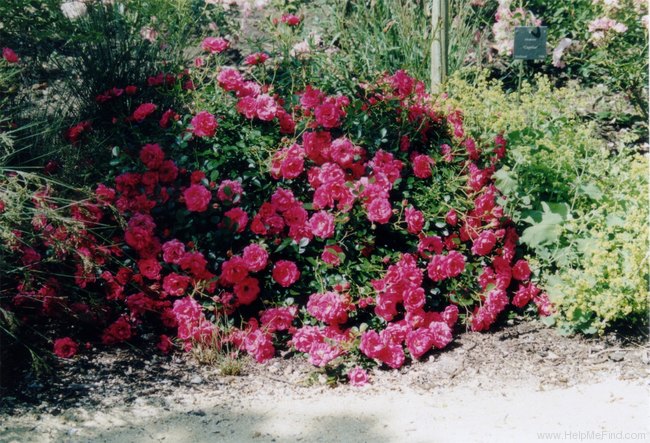 'Rody ®' rose photo