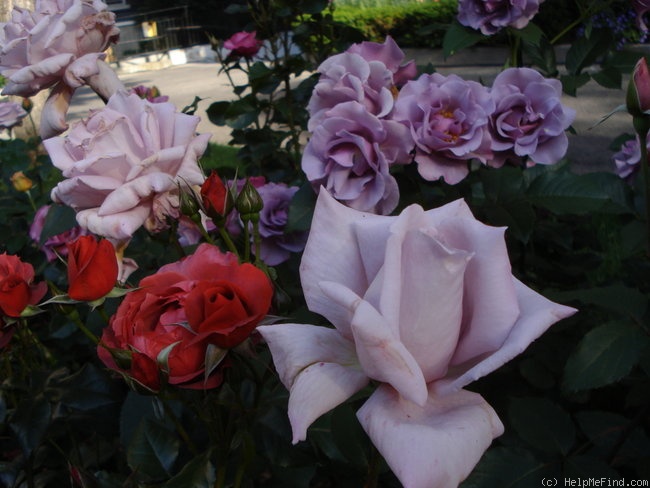 'Lady X' rose photo