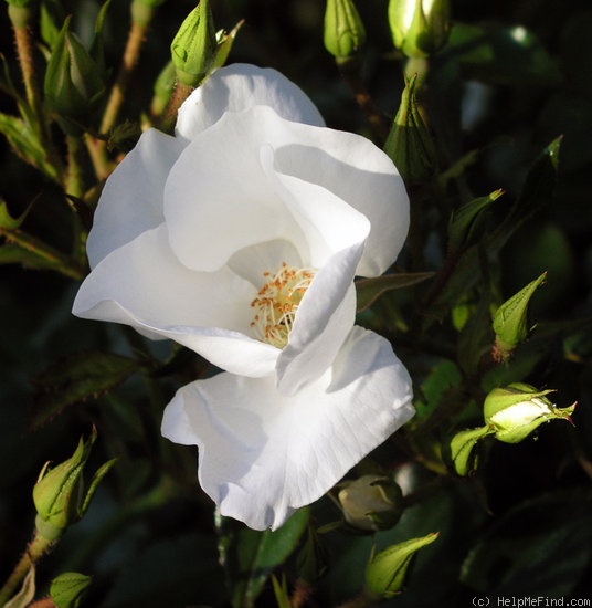 'Escimo ® (shrub, Kordes, 1991/2006)' rose photo