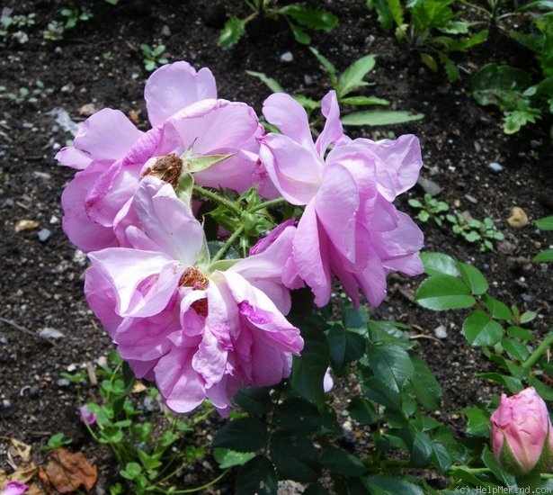 'Cape Diamond™' rose photo