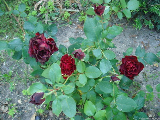 'Hommage à Barbara ®' rose photo