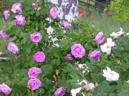 'Wasagaming' rose photo