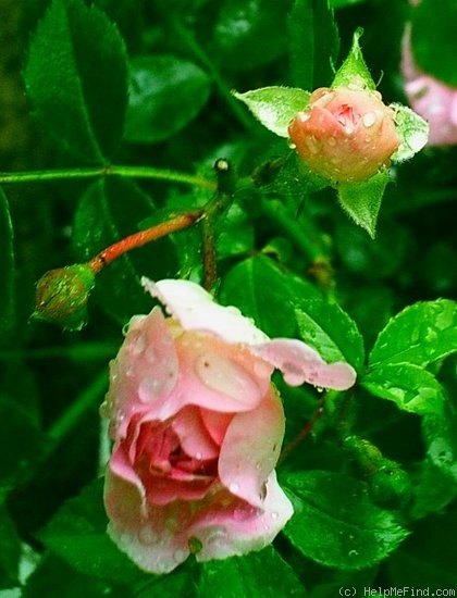 'Sheelagh Baird' rose photo