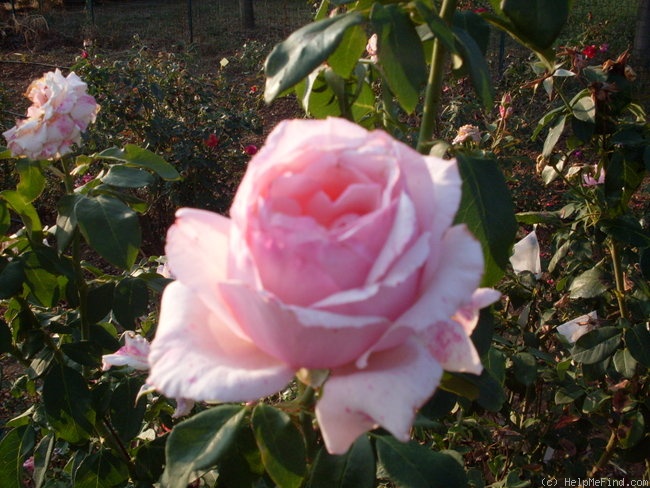 'Angel eyes (hybrid tea, Alberici 2009)' rose photo