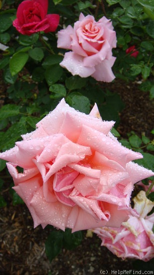 'St. Theresa' rose photo