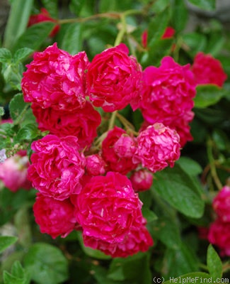 'Marie Henriette Gräfin Chotek' rose photo
