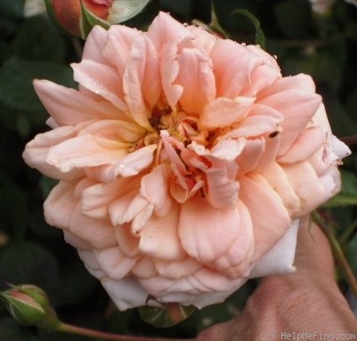 'Apricot Glow' rose photo