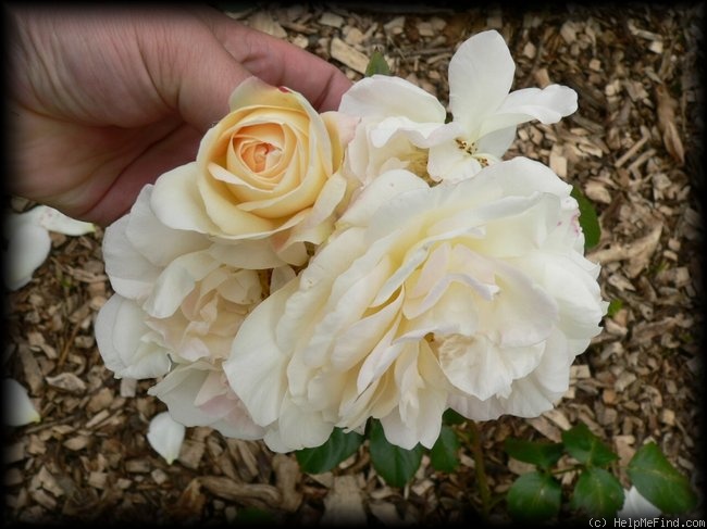 'Marie Antoinette® (floribunda, Evers/Tantau, 2003)' rose photo