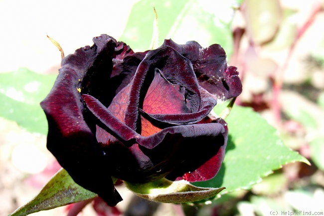 'Scarman's Velvet China' rose photo