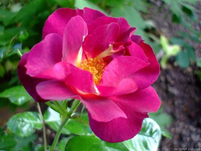 'Wild Rover (Floribunda, Dickson, 2007)' rose photo