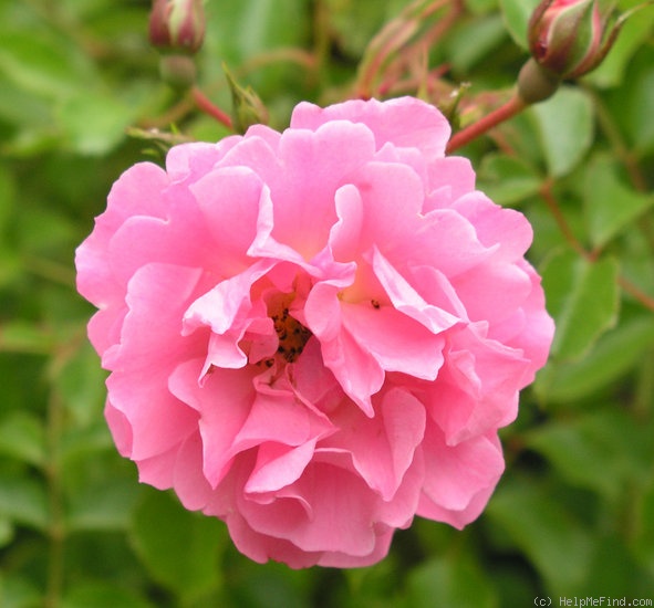 'Heidekönigin ®' rose photo