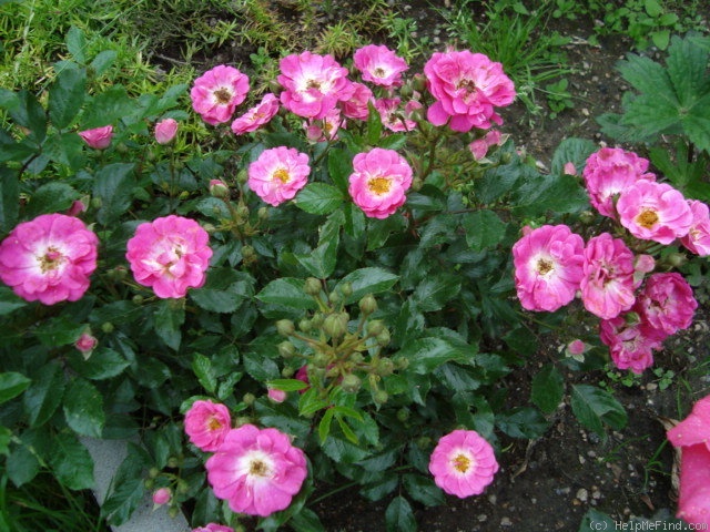 'Degenhard' rose photo