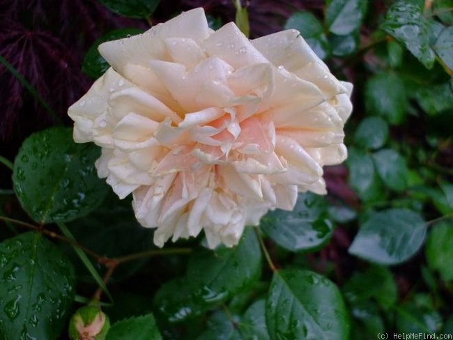 'Mademoiselle Franziska Krüger' rose photo