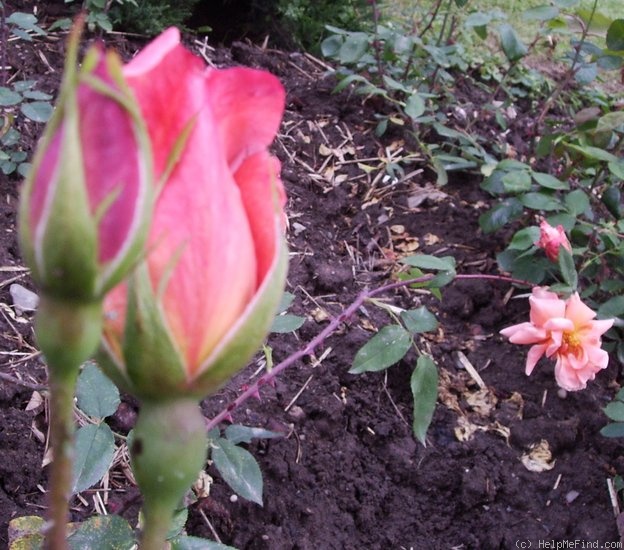 'Madette' rose photo