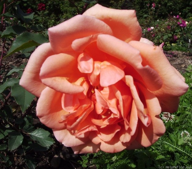 'Serenade (hybrid tea, Boerner, 1949)' rose photo