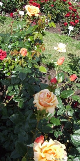 'Copper Pot' rose photo