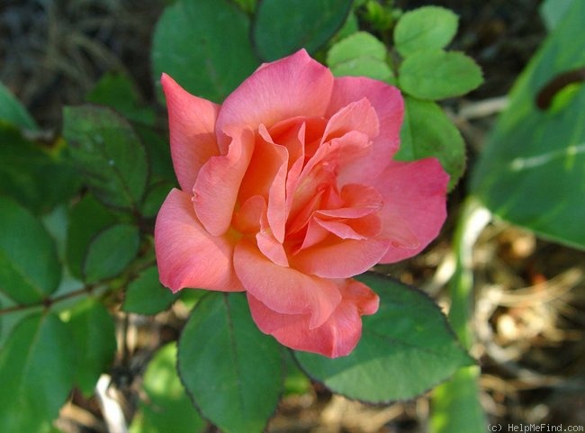 'Peach Beauty' rose photo