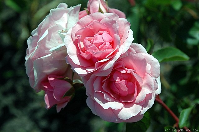 'Diadem (floribunda, Evers/Tantau, 1986)' rose photo