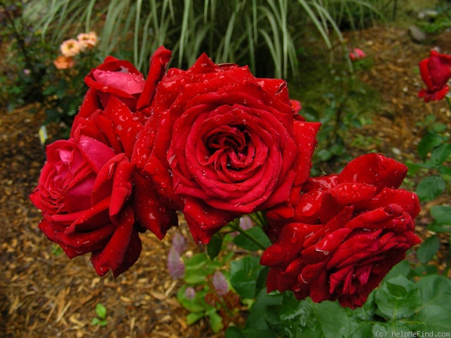 'Burgund 81 (hybrid tea, Kordes 1981)' rose photo