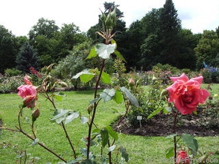 'Padre (Hybrid Tea, Cant, before 1920)' rose photo