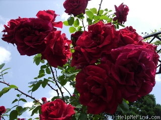 'Baikal' rose photo