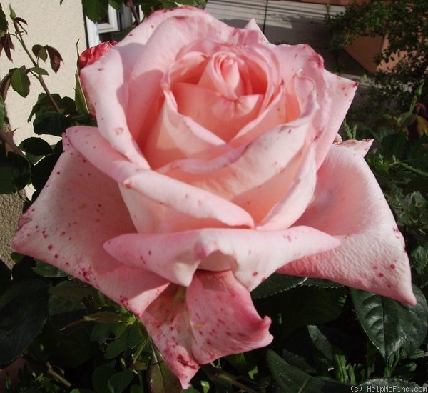 'Dr. Waldheim' rose photo