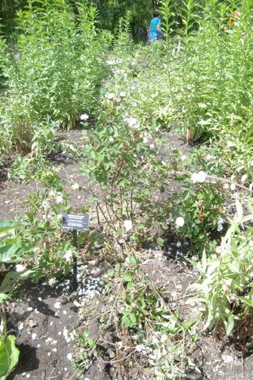 'Shailer's White Moss' rose photo