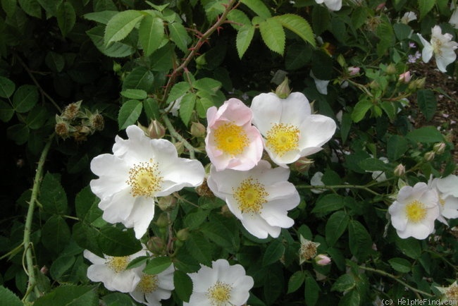 'Macrantha' rose photo