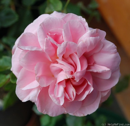'Caecilia Scharsach' rose photo