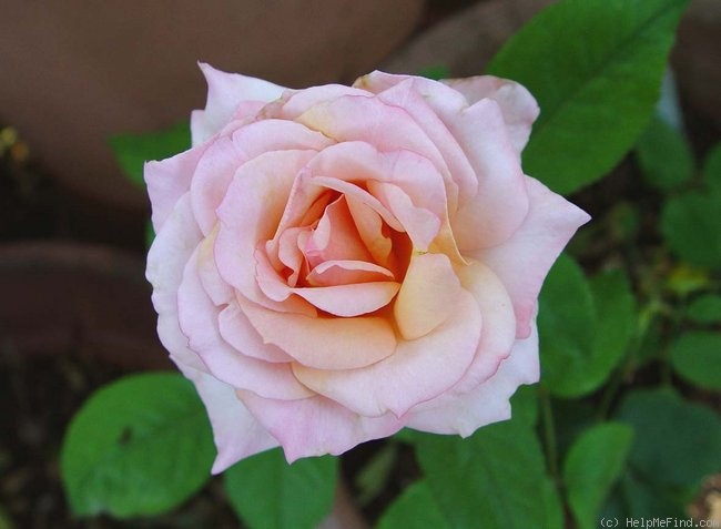 'Straight Arrow ™' rose photo