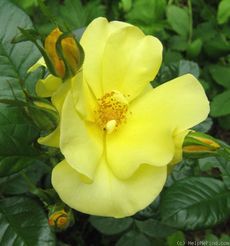 'Bright Smile ®' rose photo