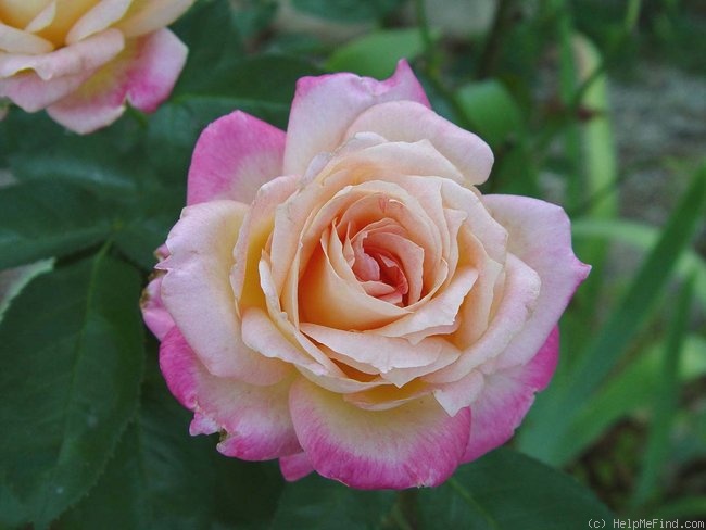 'Hisami' rose photo