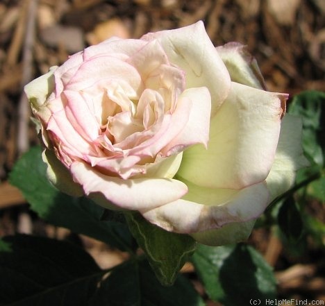 'Lady Eowyn' rose photo
