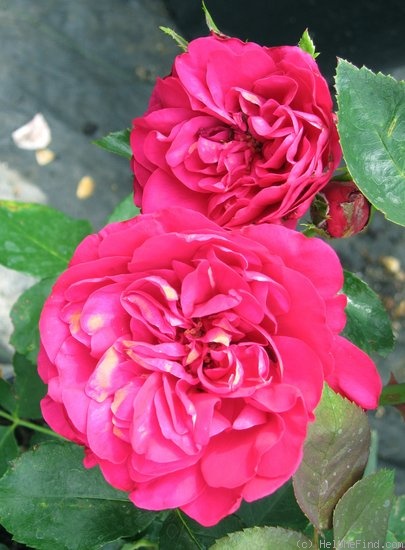 'Crimson Sky' rose photo