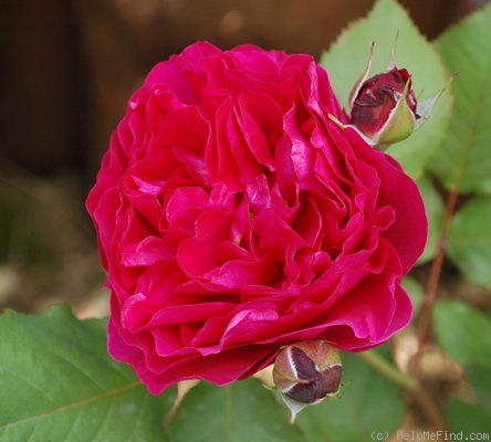 'Bicentenaire de Guillot ®' rose photo