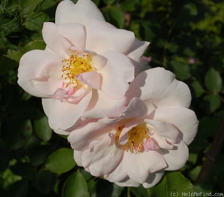 'Blanche Duranthon' rose photo