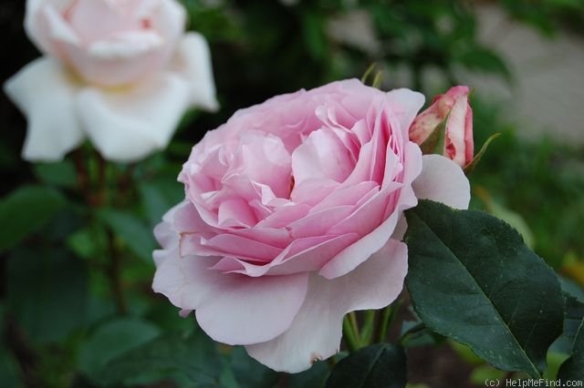'Souvenir de Louis Amade ®' rose photo